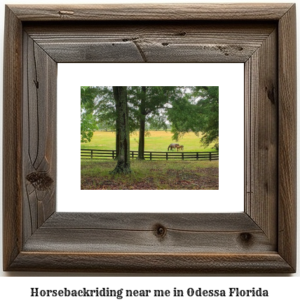 horseback riding near me in Odessa, Florida